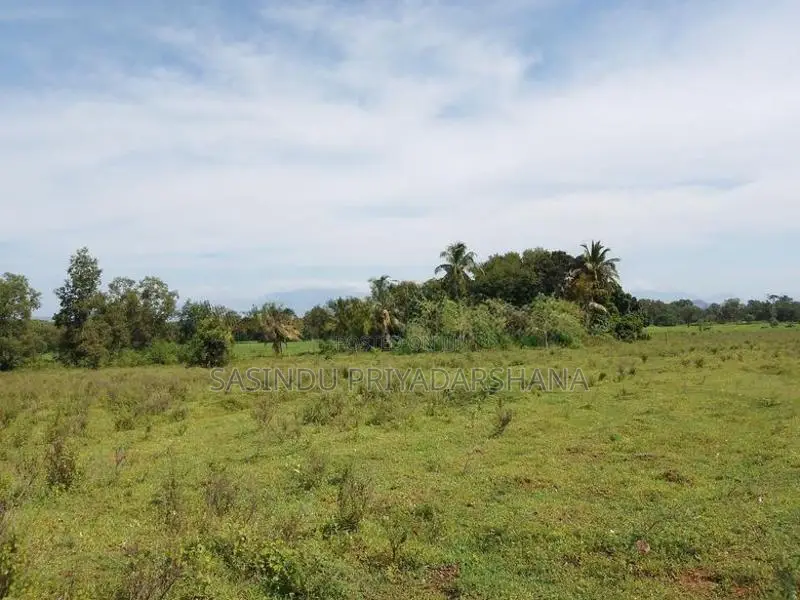 අක්කර 40ක් වගාවට ඉතාමත් සුදුසු ඉඩමක් වැල්ලවාය
