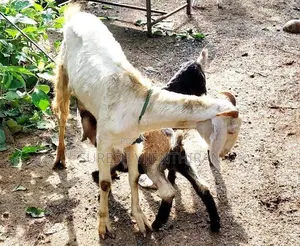 Goats