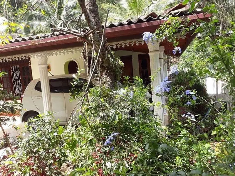 House with Tea Land Kalupahana