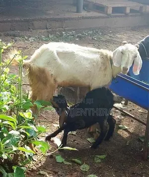 Goats