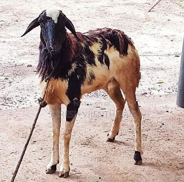 செம்மறி கிடாய்