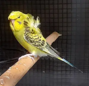 Hagoromo Birds