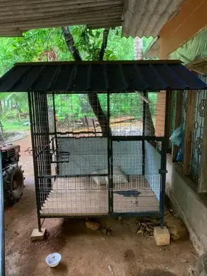 බලු කූඩුවක්