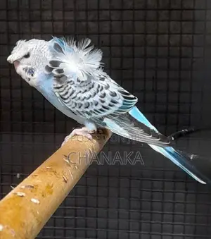 Hagoromo Birds