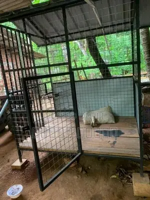 බලු කූඩුවක්