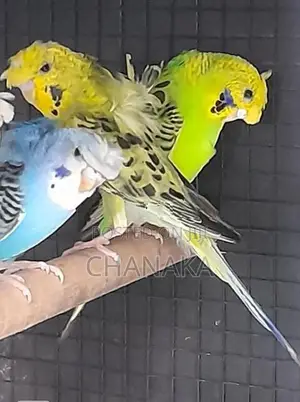 Hagoromo Birds