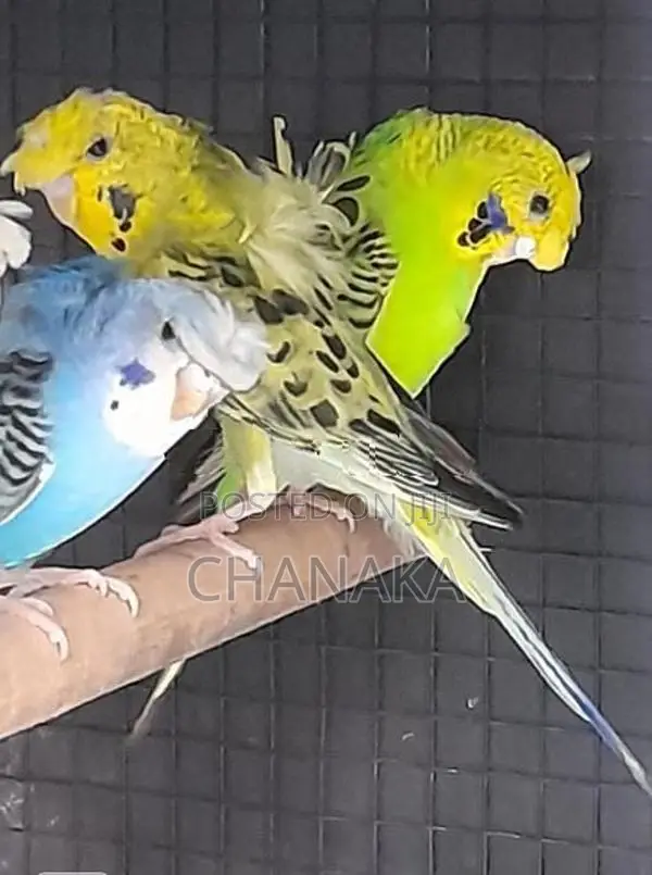 Hagoromo Birds