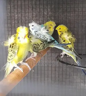Hagoromo Birds