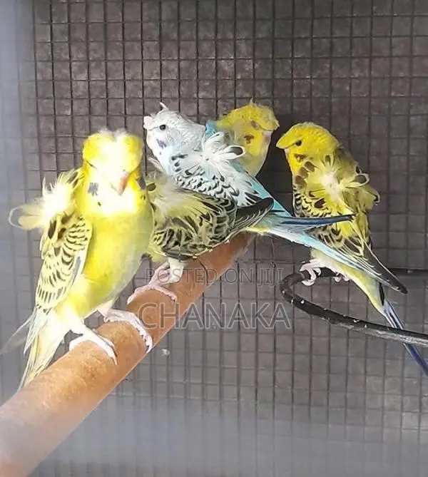 Hagoromo Birds