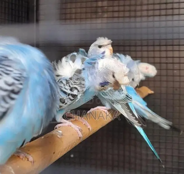 Hagoromo Birds