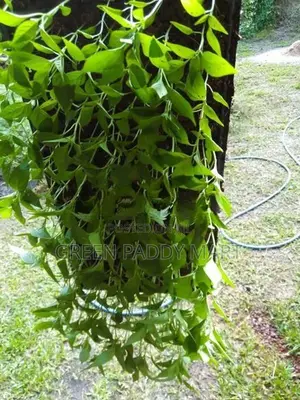 Mich Hy01 අමුමිරිස් පැළ