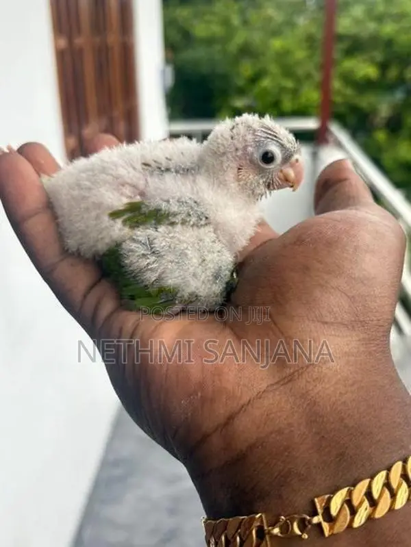 Pineapple Conure Bird