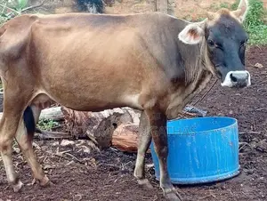 Milk Cow