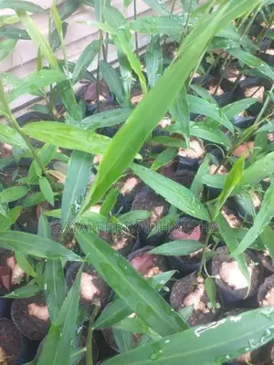 ඉගුරු පැළ