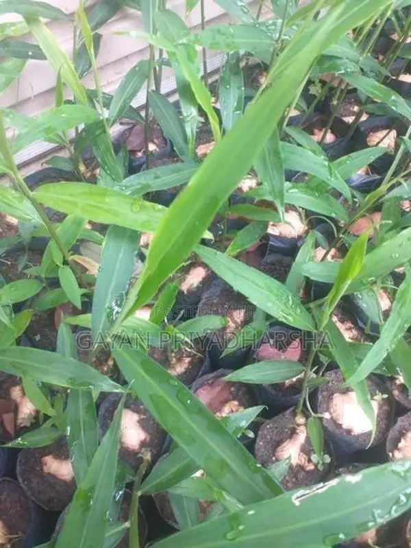 ඉගුරු පැළ