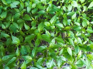Mich Hy01 අමුමිරිස් පැළ