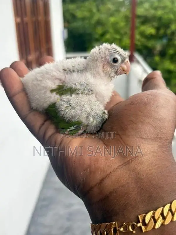 Pineapple Conure Bird