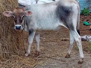 Milk Cow