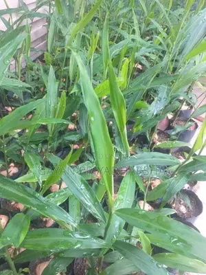 ඉගුරු පැළ