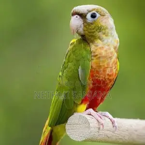 Pineapple Conure Bird