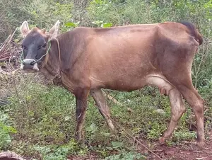 Milk Cow
