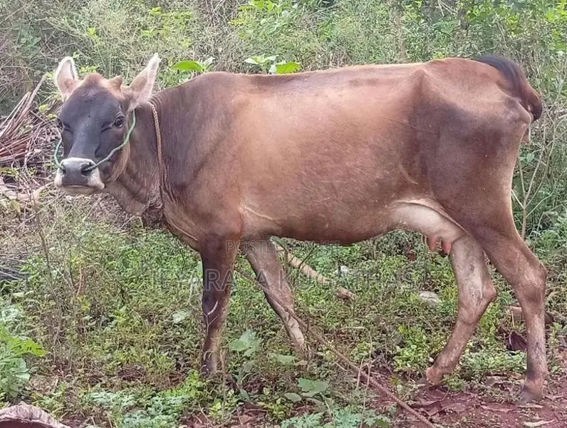 Milk Cow