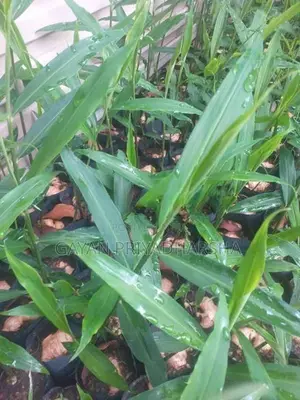 ඉගුරු පැළ