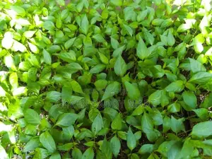 Mich Hy01 අමුමිරිස් පැළ
