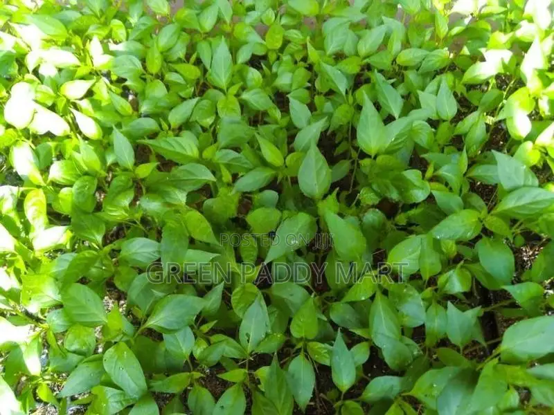 Mich Hy01 අමුමිරිස් පැළ