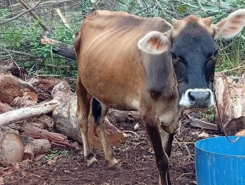 Milk Cow