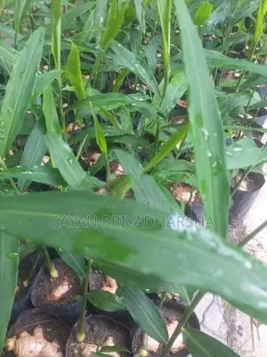 ඉගුරු පැළ