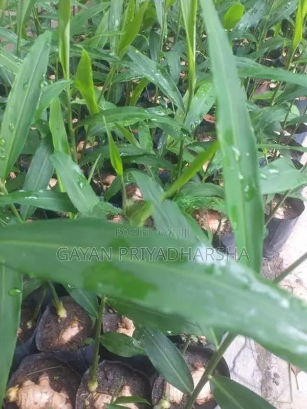 ඉගුරු පැළ