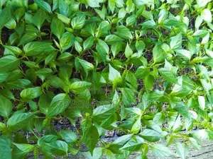 Mich Hy01 අමුමිරිස් පැළ