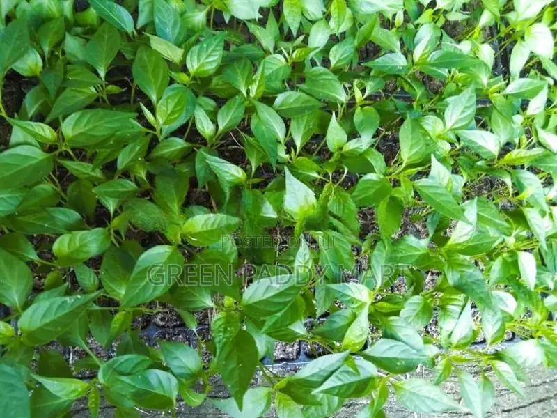 Mich Hy01 අමුමිරිස් පැළ