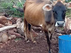 Milk Cow