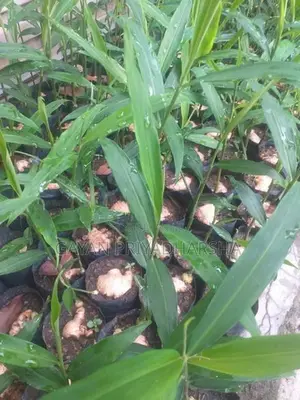 ඉගුරු පැළ