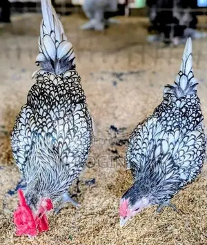 Serbright Chicks