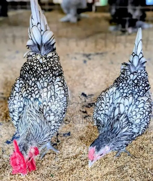Serbright Chicks