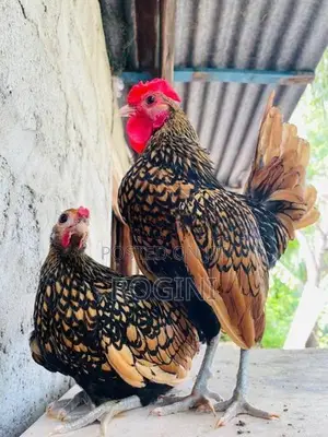 Serbright Chicks