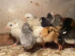 Serbright Chicks