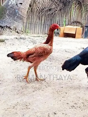 Velladian Rooster