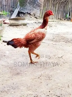 Velladian Rooster