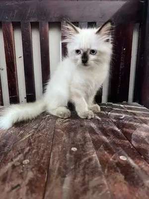 Himalayan Kitten