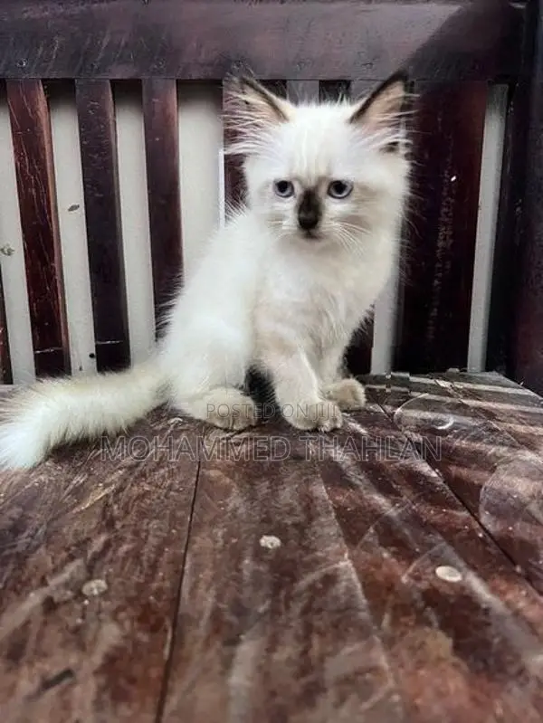Himalayan Kitten