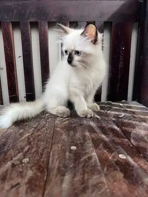 Himalayan Kitten