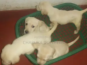 Labrador Puppy