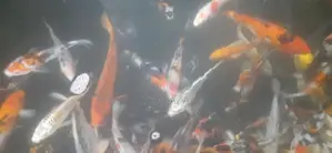 SL Koi Fish