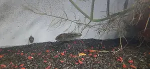 Peacockbass