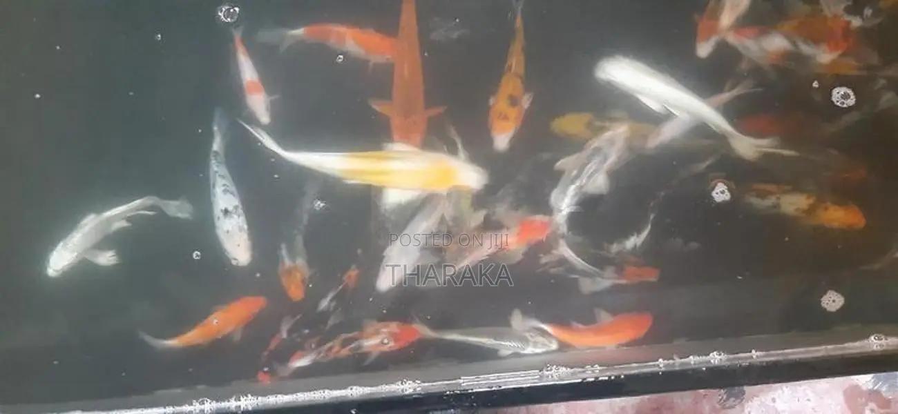 SL Koi Fish