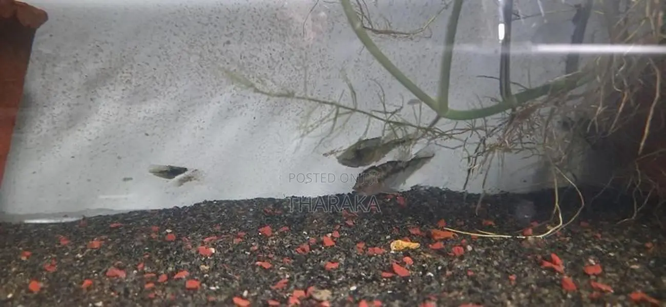 Peacockbass